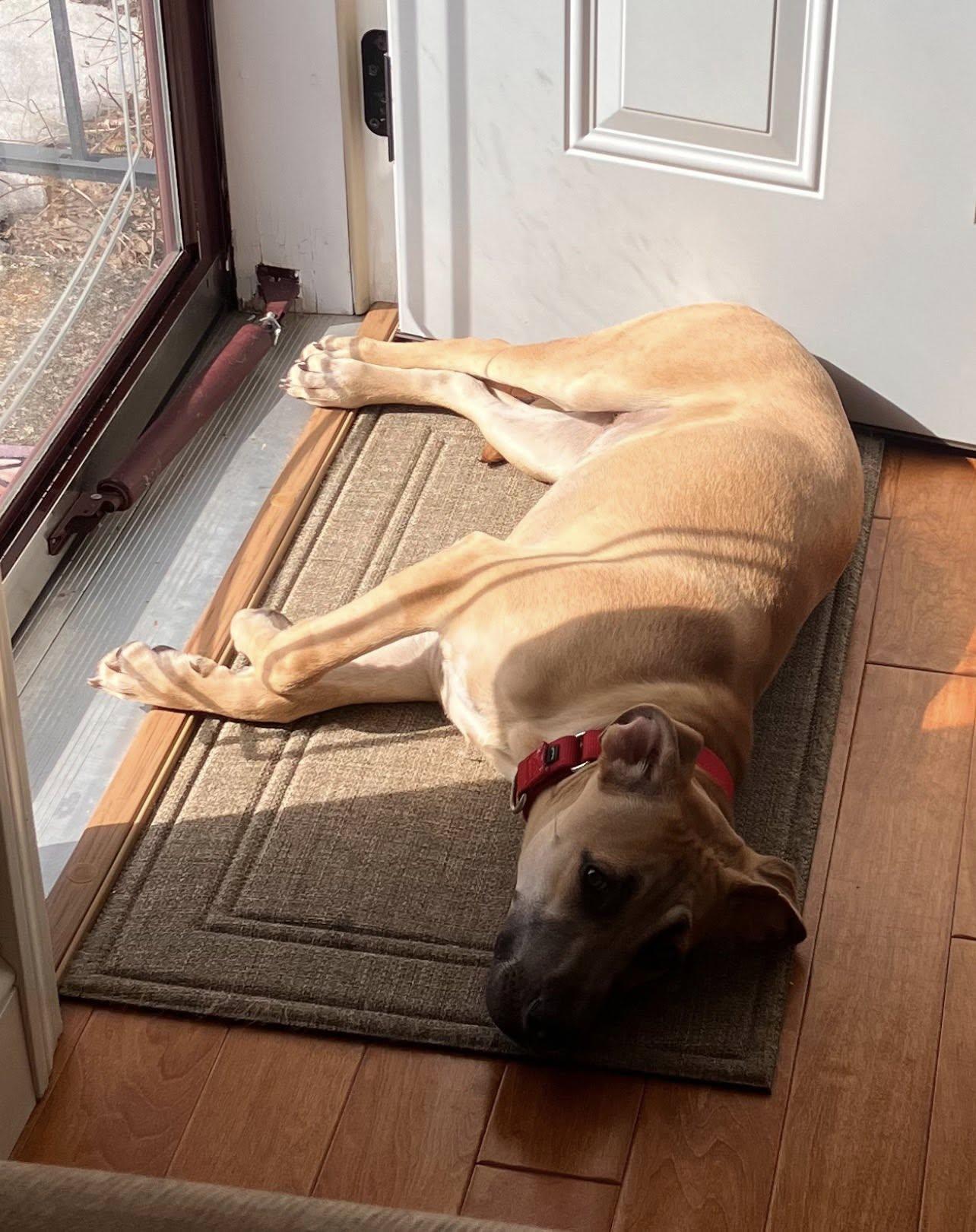 Enlarge Marcelina, an adoptable mixed breed in Brunswick, ME image 3/3