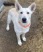 Max, Adoptable, Adult Male German Shepherd Dog.