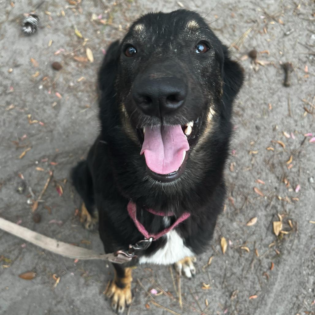 Enlarge Brooklynn, a Adoptable Mixed Breed in Summerville, SC image 1/4