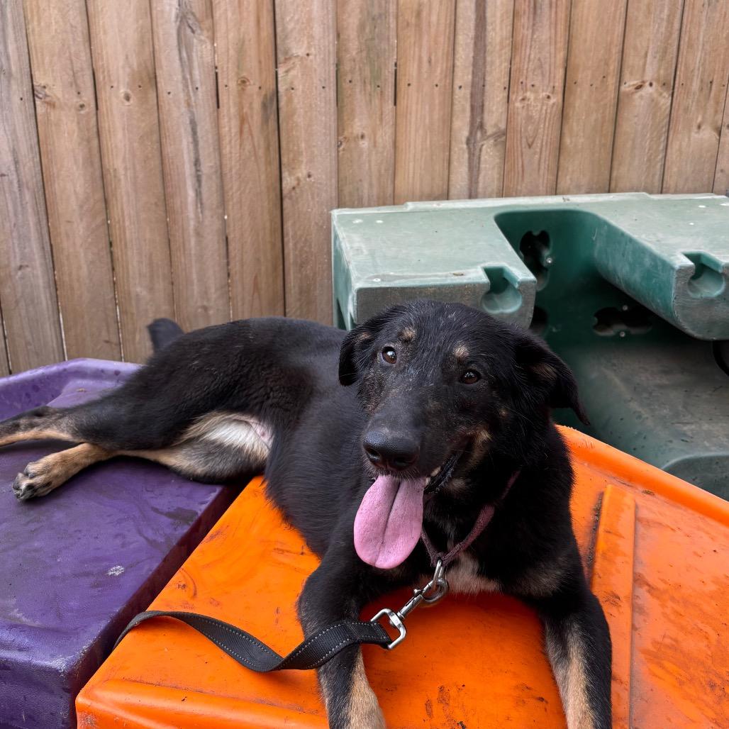 Enlarge Brooklynn, a Adoptable Mixed Breed in Summerville, SC image 2/4