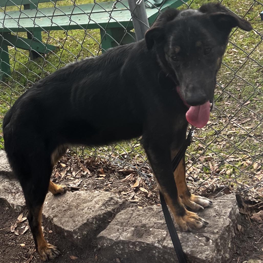 Enlarge Brooklynn, a Adoptable Mixed Breed in Summerville, SC image 3/4