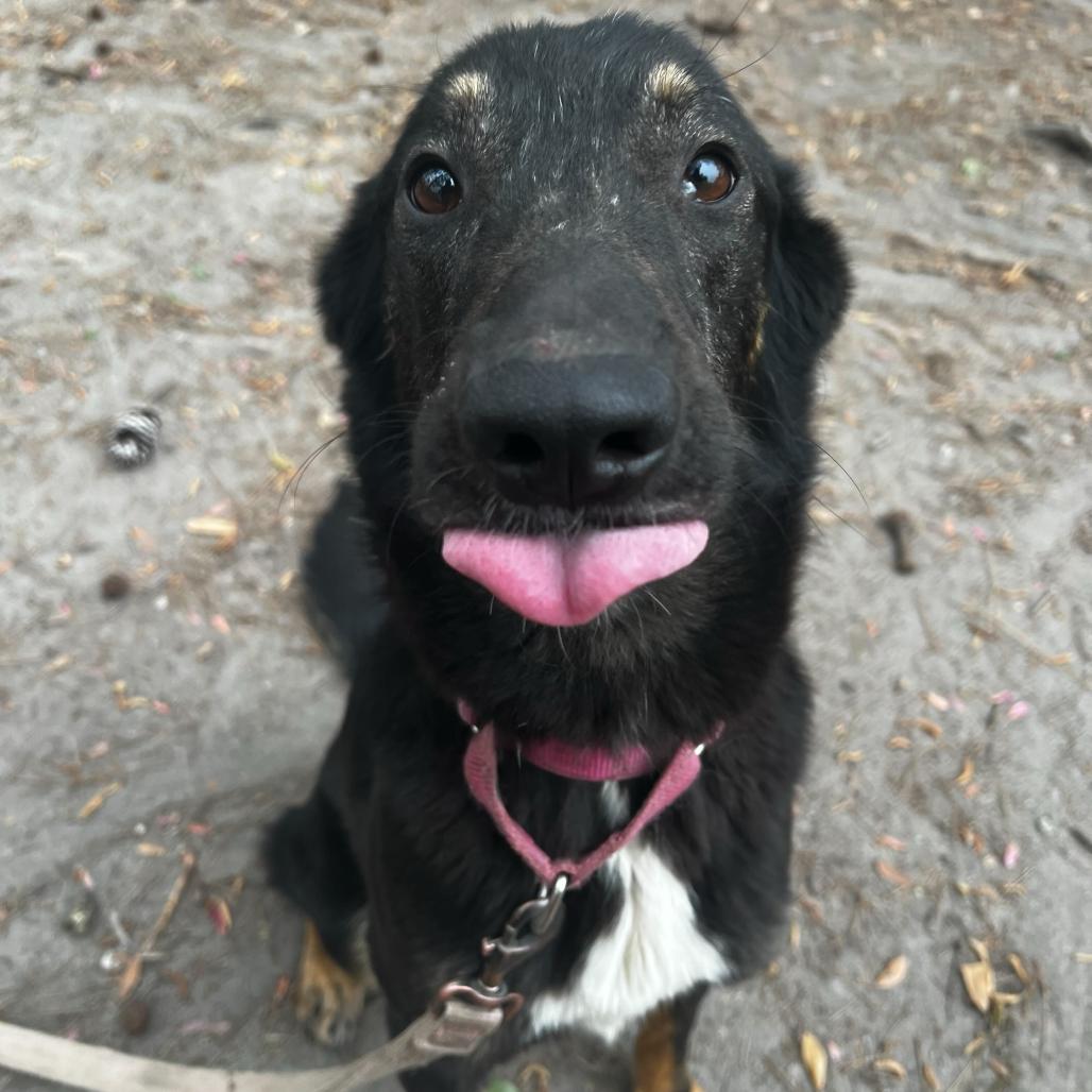 Enlarge Brooklynn, a Adoptable Mixed Breed in Summerville, SC image 4/4
