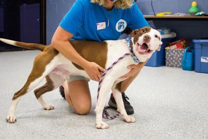 Enlarge Frisco(in-foster), a Adoptable Mixed Breed in Atlanta, GA image 2/3