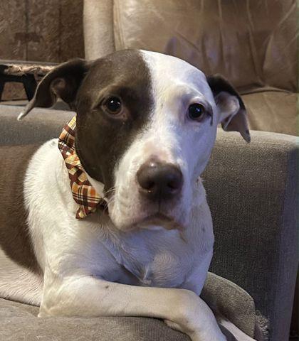 Frisco(in-foster), Adoptable, Young Male Mixed Breed & Mixed Breed.