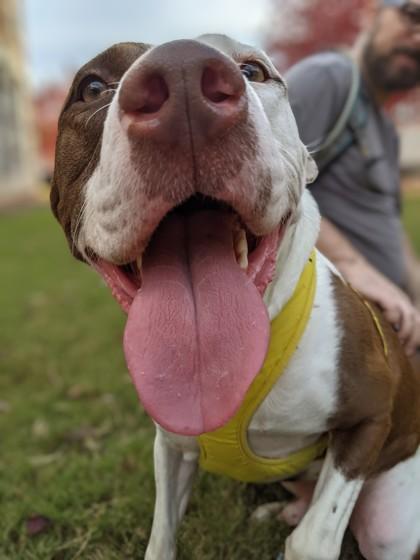 Enlarge Frisco(in-foster), a Adoptable Mixed Breed in Atlanta, GA image 2/3