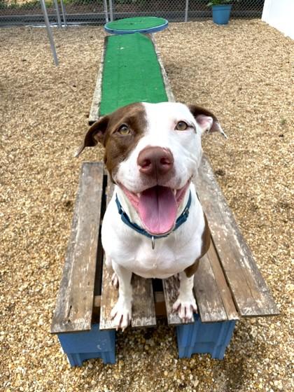 Enlarge Frisco(in-foster), a Adoptable Mixed Breed in Atlanta, GA image 3/3