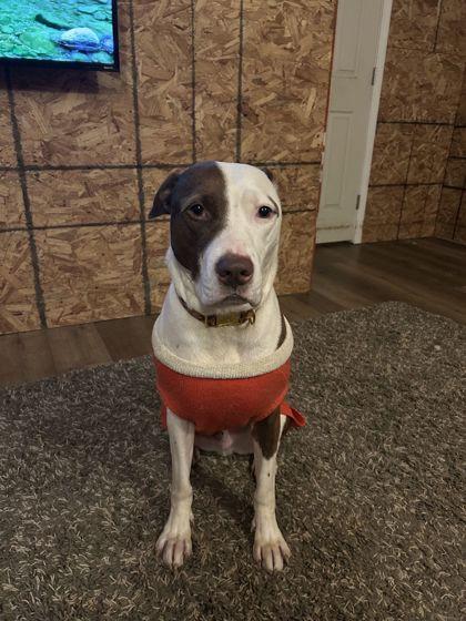 Enlarge Frisco(in-foster), a Adoptable Mixed Breed in Atlanta, GA image 3/3