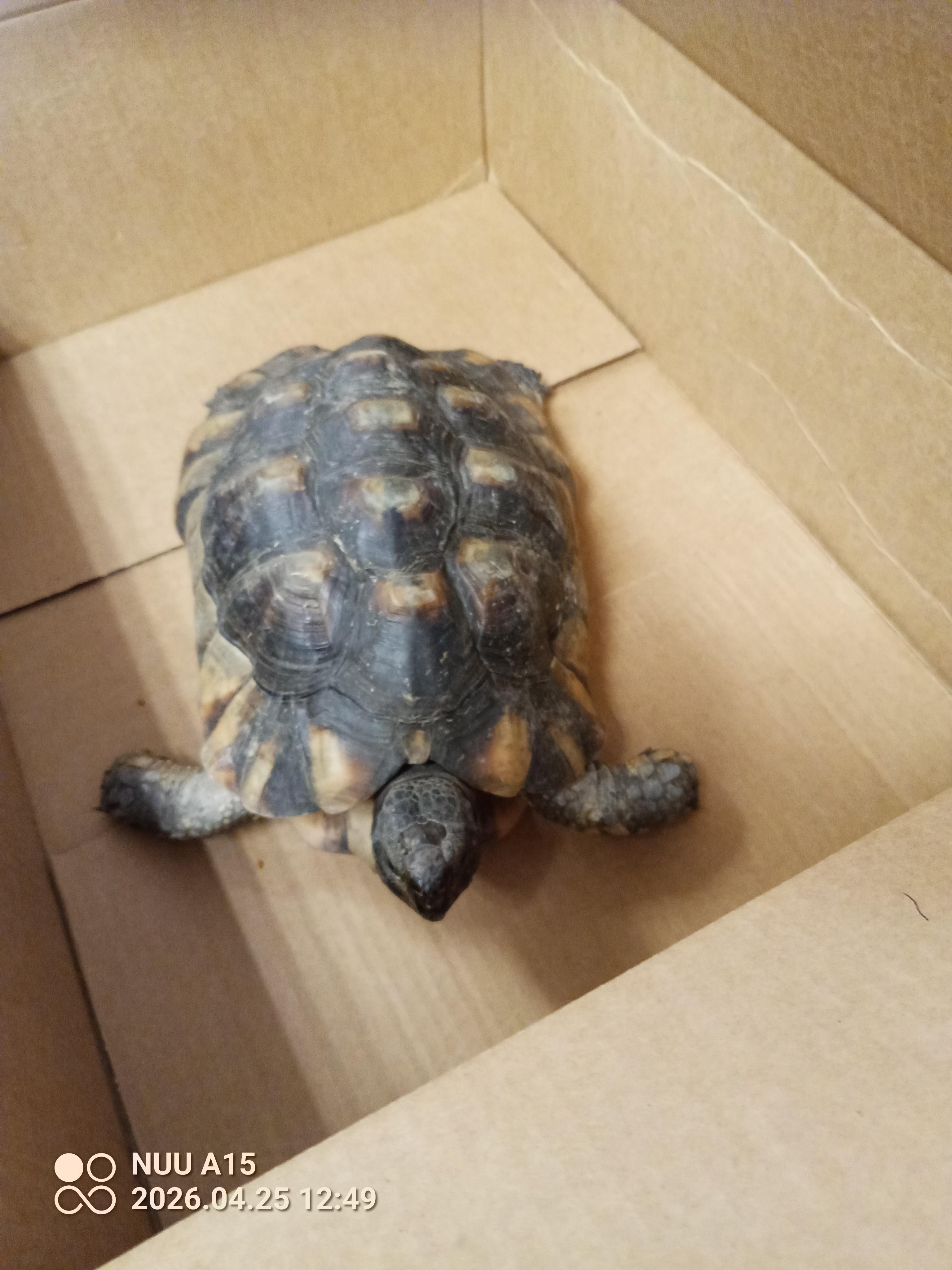 Enlarge Frazer, a Adoptable Tortoise in Modesto, CA image 3/4