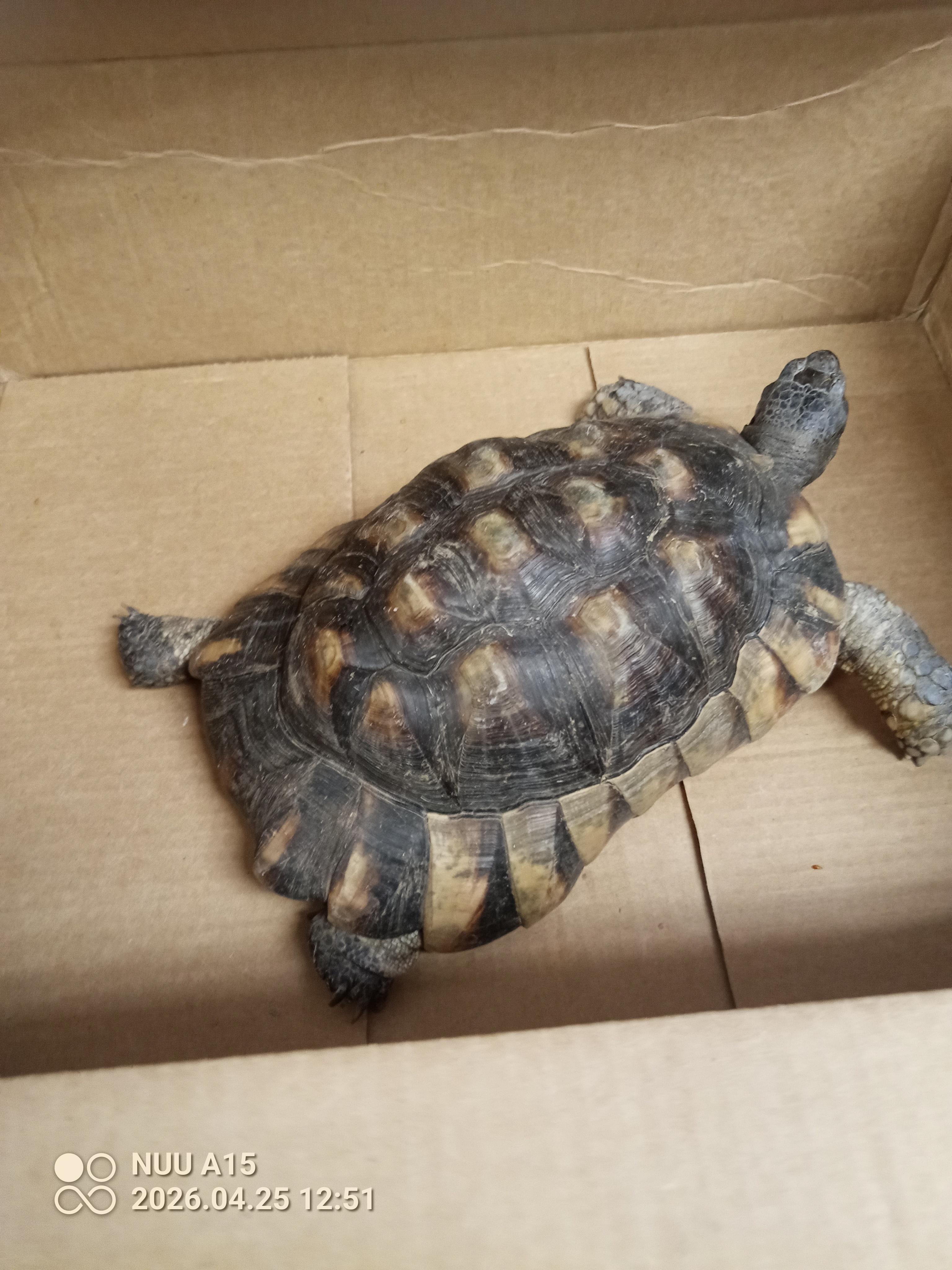 Enlarge Frazer, a Adoptable Tortoise in Modesto, CA image 2/4