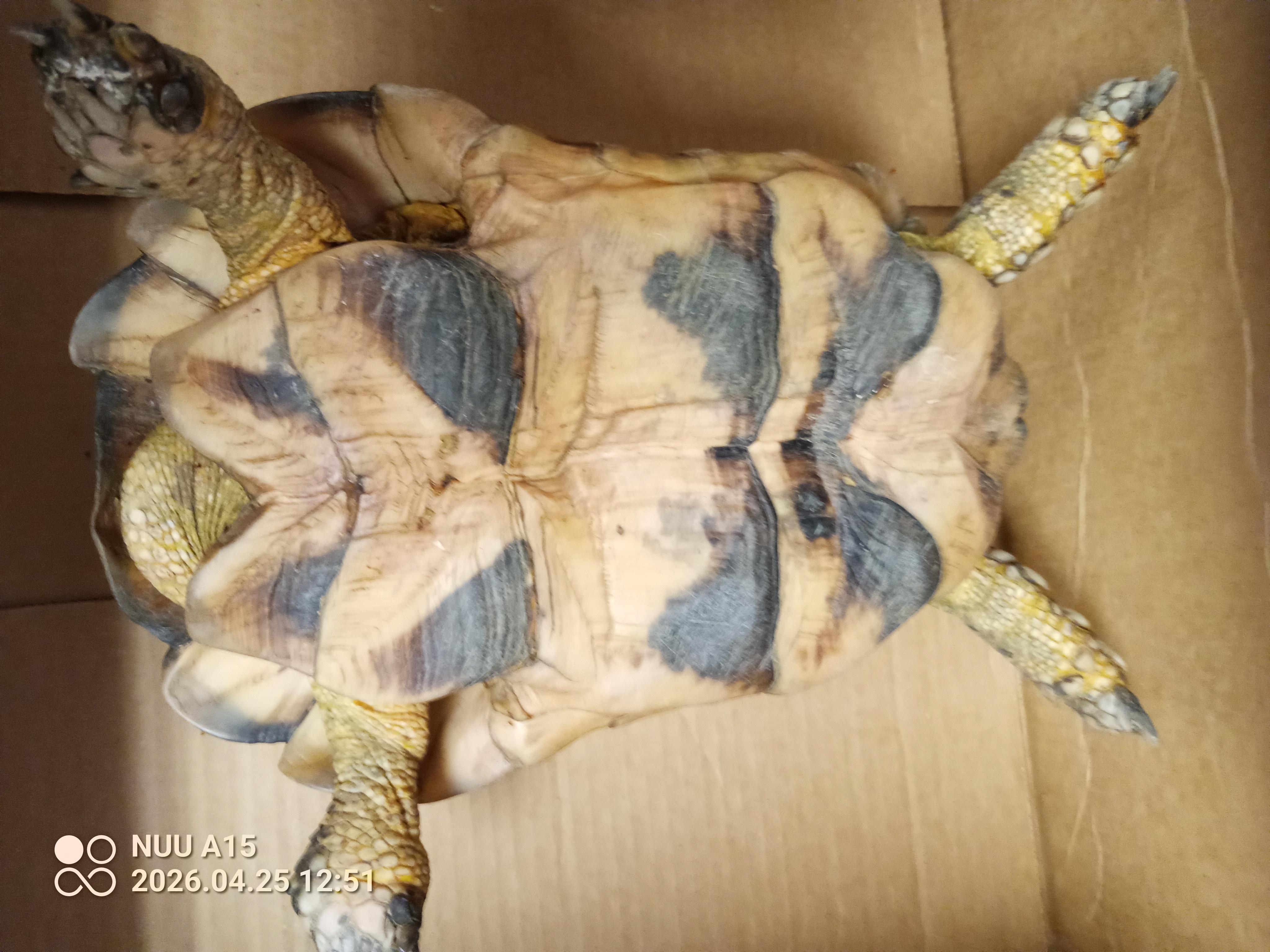 Enlarge Frazer, a Adoptable Tortoise in Modesto, CA image 4/4