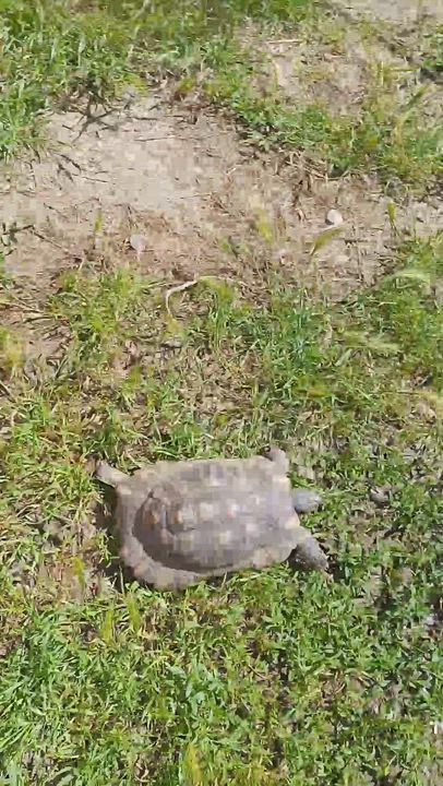 Enlarge Frazer, a Adoptable Tortoise in Modesto, CA video 1/4