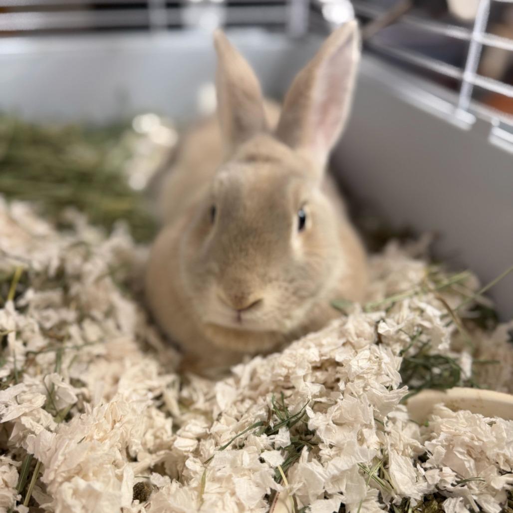 Ariel, a Adoptable Harlequin in Conshohocken, PA image 2/3