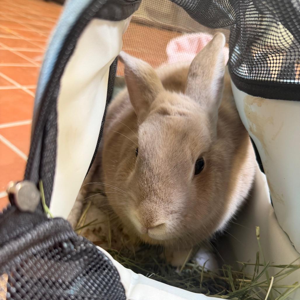 Ariel, Adoptable, Adult Female Harlequin.