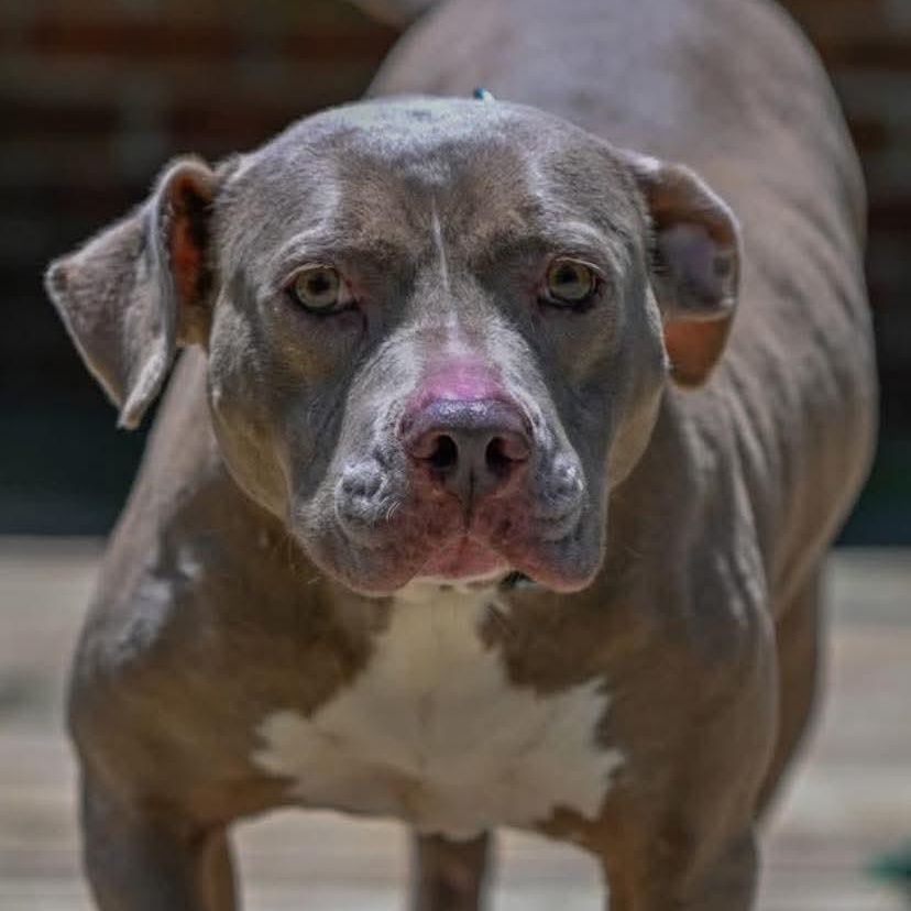 Malinda, a Adoptable Pit Bull Terrier in Memphis, TN image 1/5