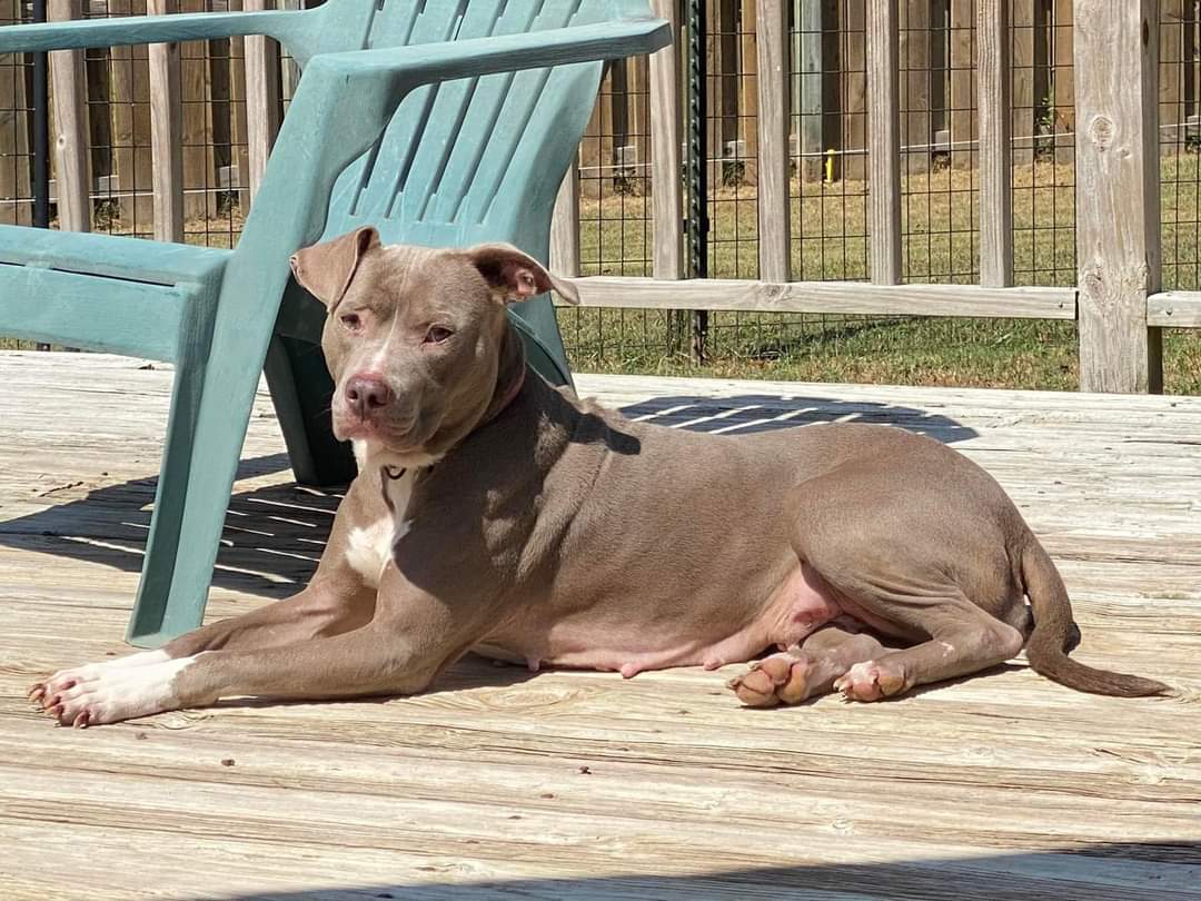 Malinda, a Adoptable Pit Bull Terrier in Memphis, TN image 2/5