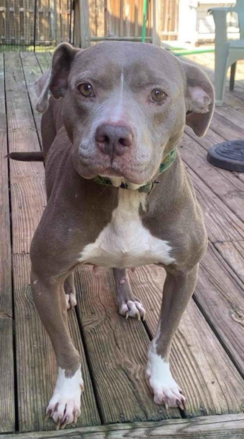 Malinda, a Adoptable Pit Bull Terrier in Memphis, TN image 3/5