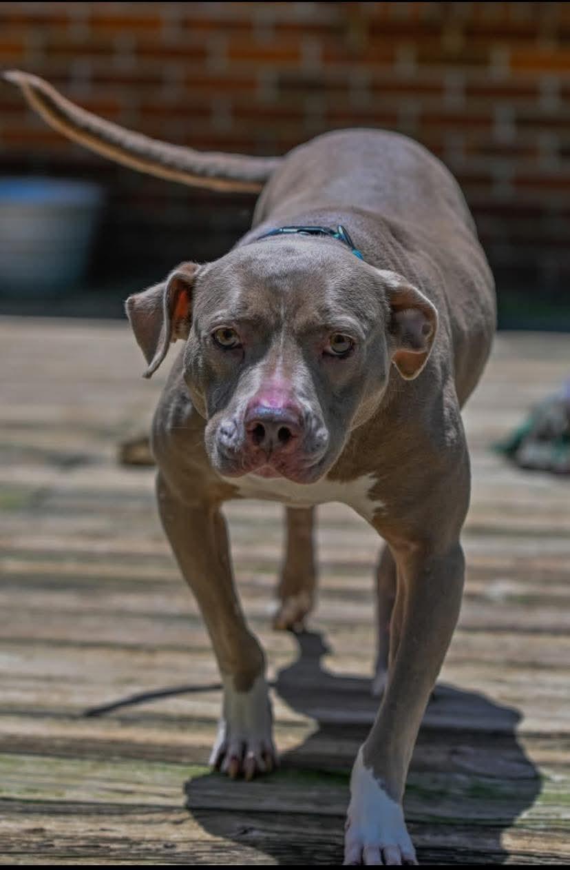 Malinda, a Adoptable Pit Bull Terrier in Memphis, TN image 4/5
