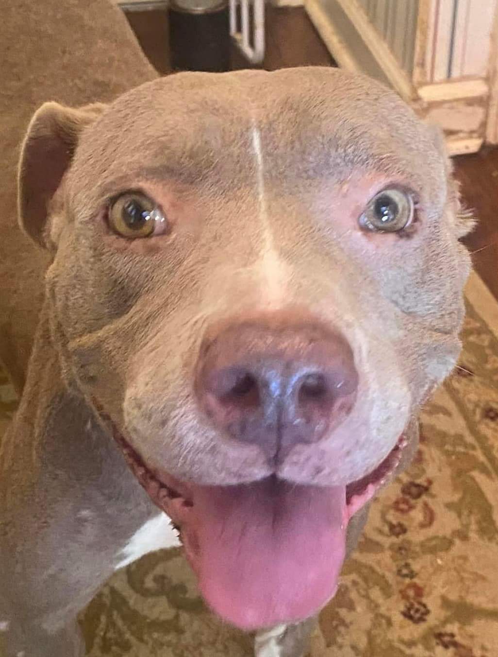 Malinda, a Adoptable Pit Bull Terrier in Memphis, TN image 5/5