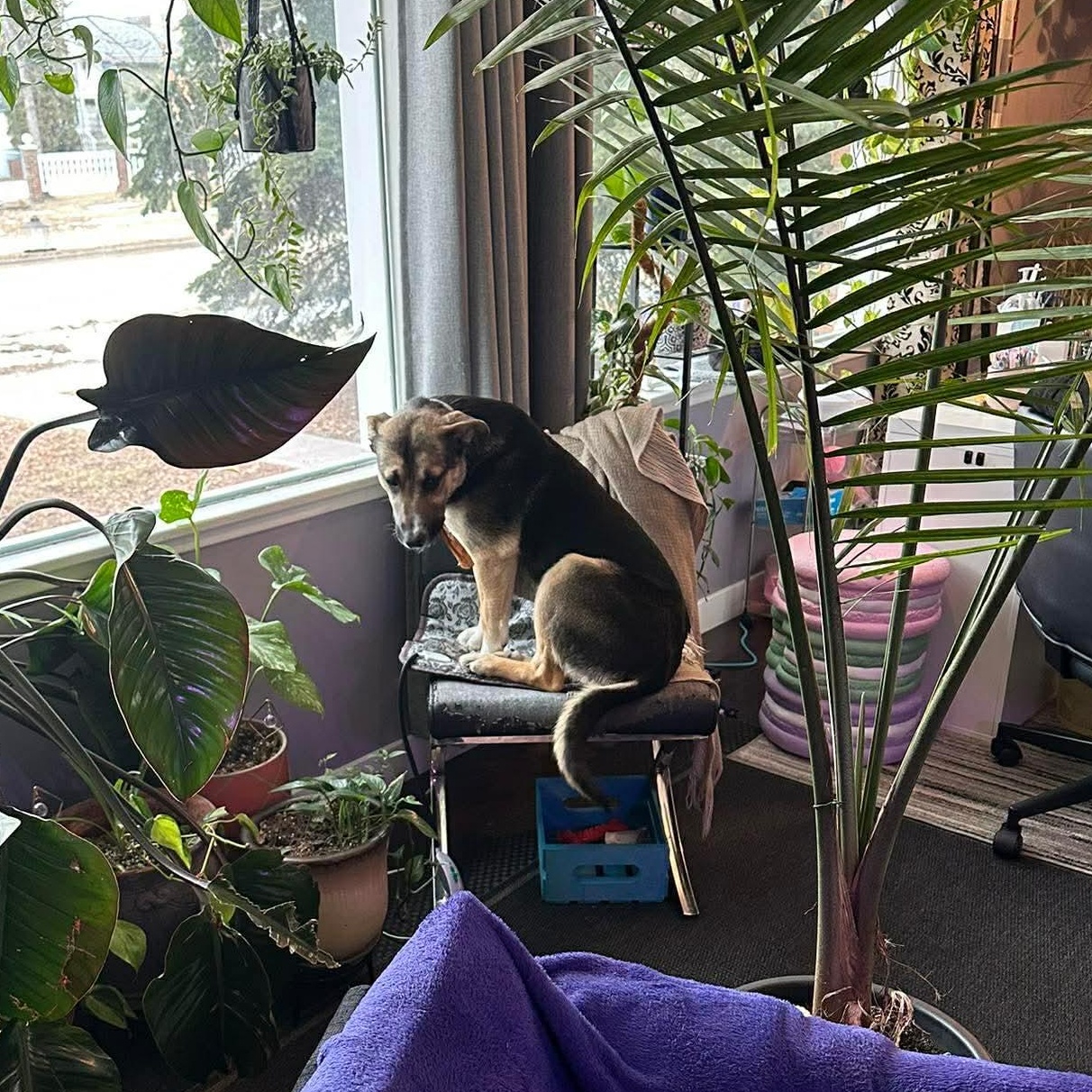 Enlarge Fiddle, a ADOPTABLE mixed breed in Edmonton, AB image 3/6