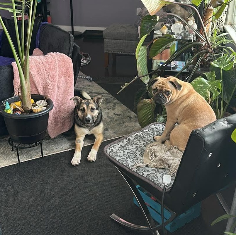 Enlarge Fiddle, a ADOPTABLE mixed breed in Edmonton, AB image 4/6