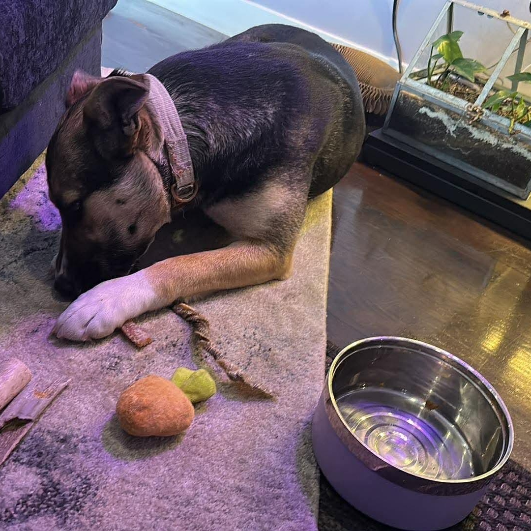 Enlarge Fiddle, a ADOPTABLE mixed breed in Edmonton, AB image 6/6