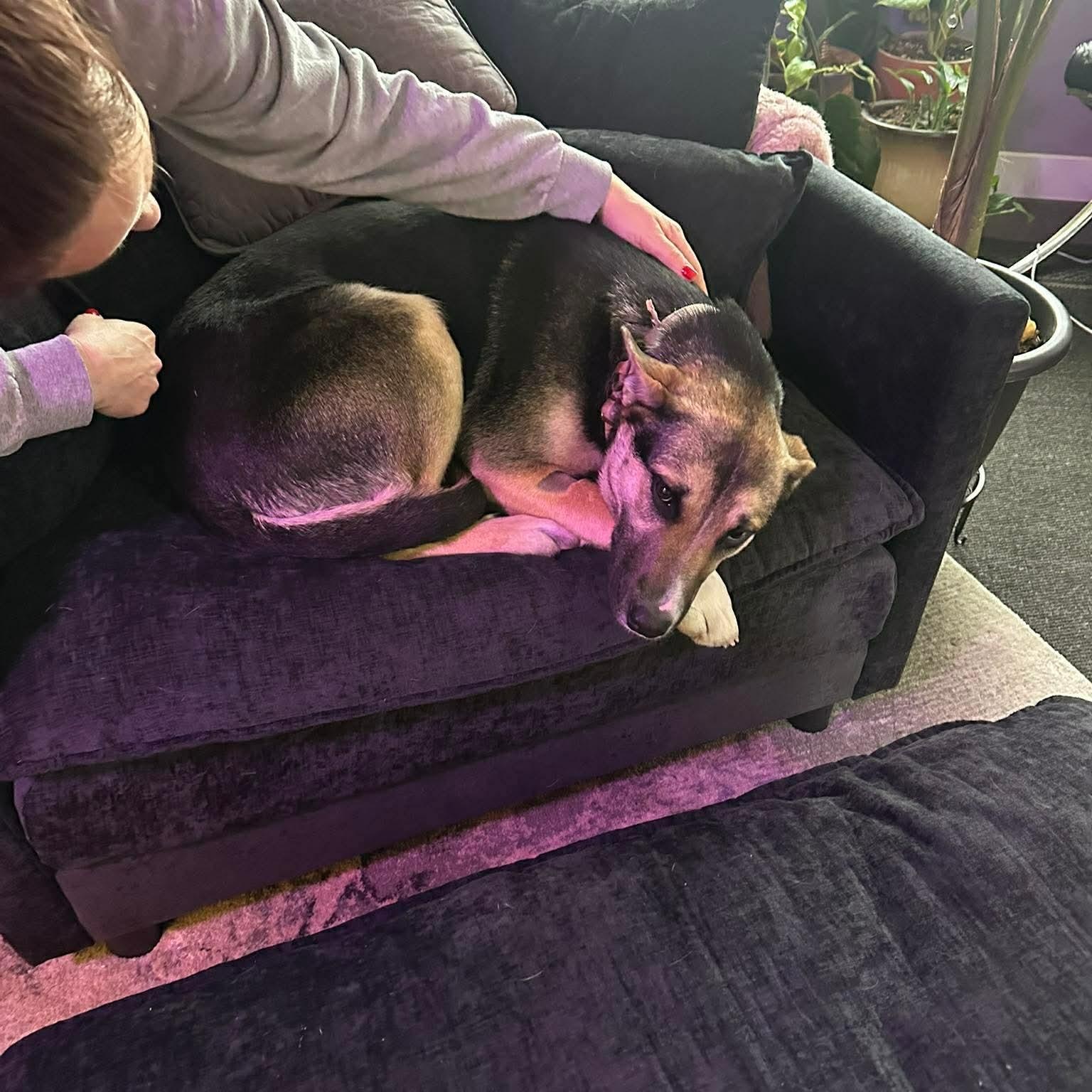 Enlarge Fiddle, a ADOPTABLE mixed breed in Edmonton, AB image 5/6