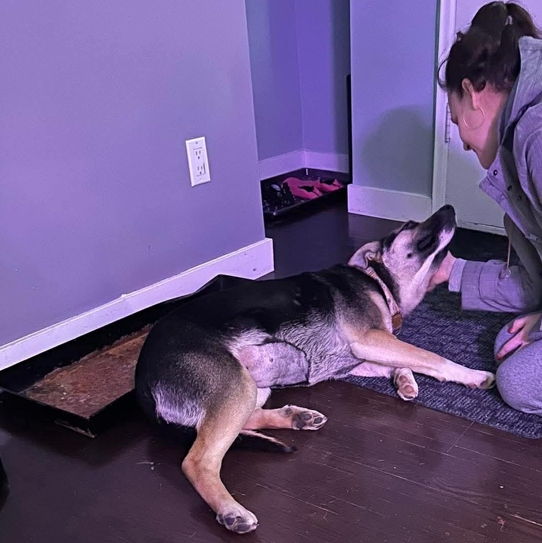 Enlarge Fiddle, a ADOPTABLE mixed breed in Edmonton, AB image 2/6