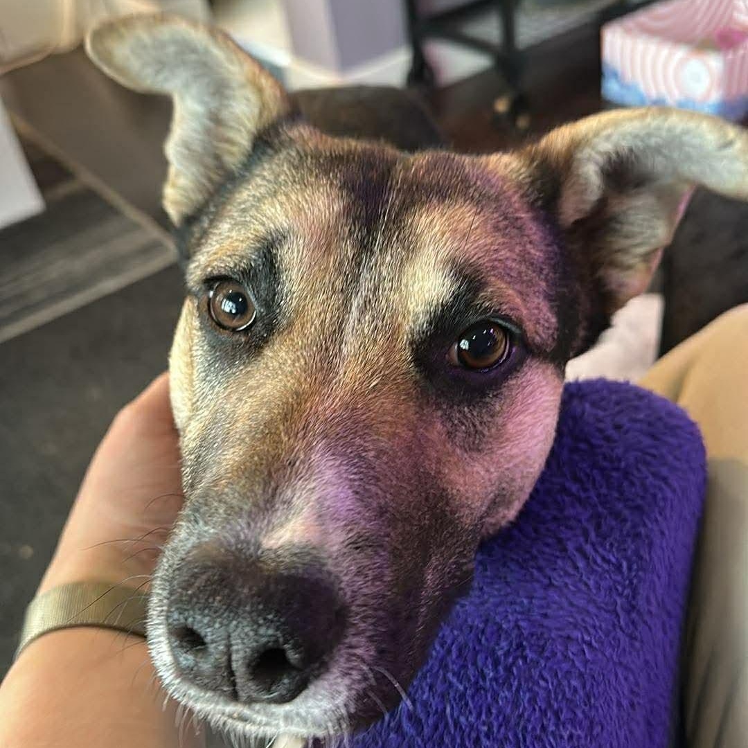 Fiddle, ADOPTABLE, Young Female Mixed Breed.