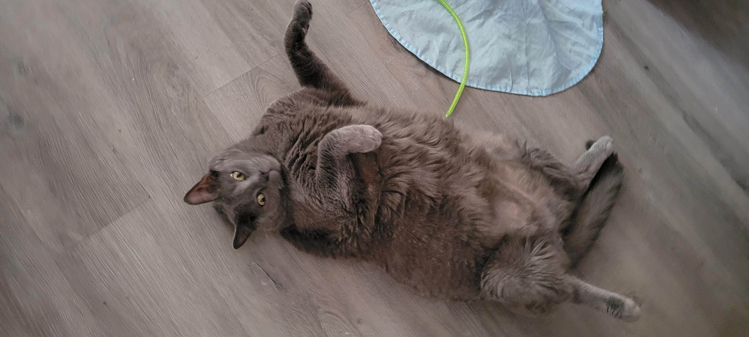 Enlarge Biggie, a Adoptable Domestic Short Hair in Levittown, PA image 1/1