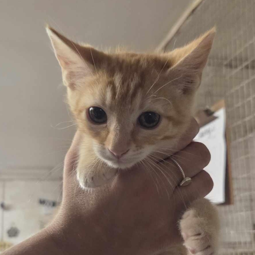 Perro, an adoptable Domestic Short Hair Mix in Lubbock, TX_image-1