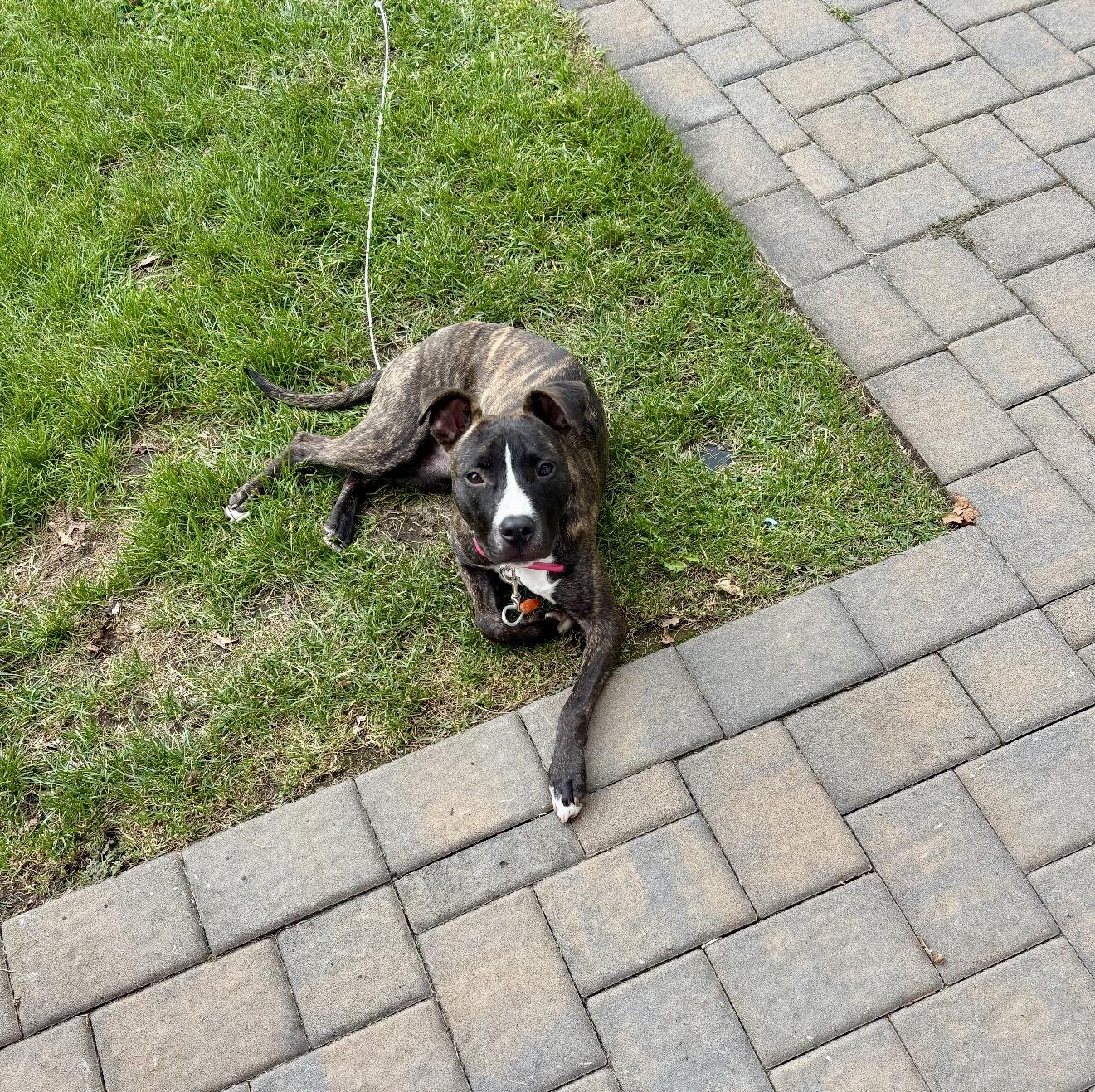 Lulu