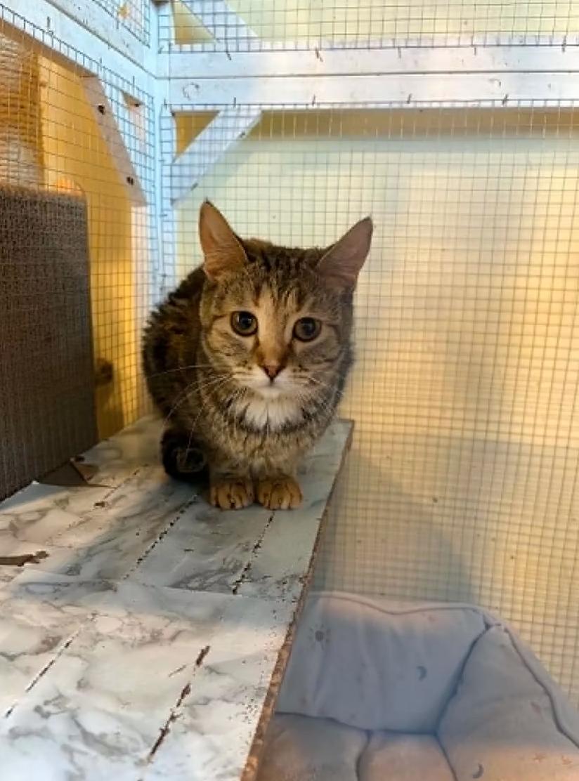 Enlarge Flora, a ADOPTABLE Domestic Short Hair in Calgary, AB image 1/1