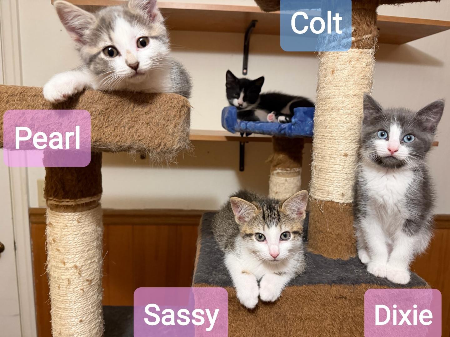 Enlarge Colt, an adopted American Shorthair in Sherwood, OR image 2/2