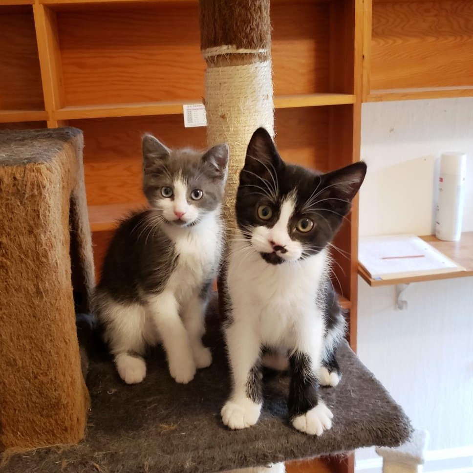 Colt, adopted, Young Male American Shorthair.