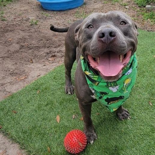 Enlarge Guac, a Adoptable Mixed Breed in Lake Panasoffkee, FL image 1/6