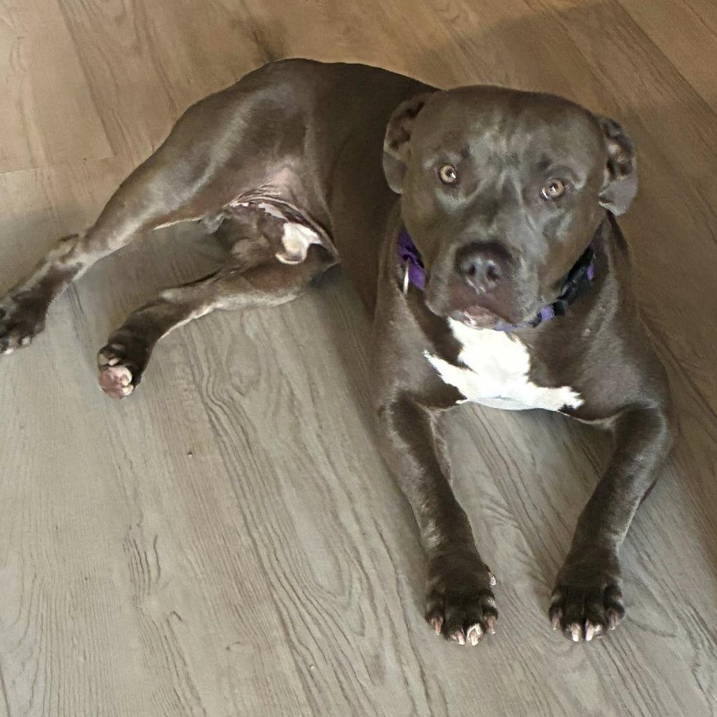 Guac, a Adoptable American Staffordshire Terrier in Lake Panasoffkee, FL image 2/6