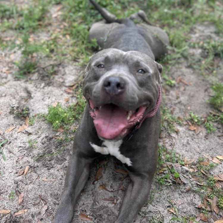 Enlarge Guac, a Adoptable Mixed Breed in Lake Panasoffkee, FL image 3/6