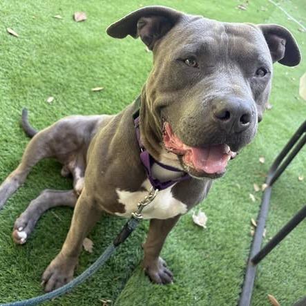 Enlarge Guac, a Adoptable Mixed Breed in Lake Panasoffkee, FL image 3/6