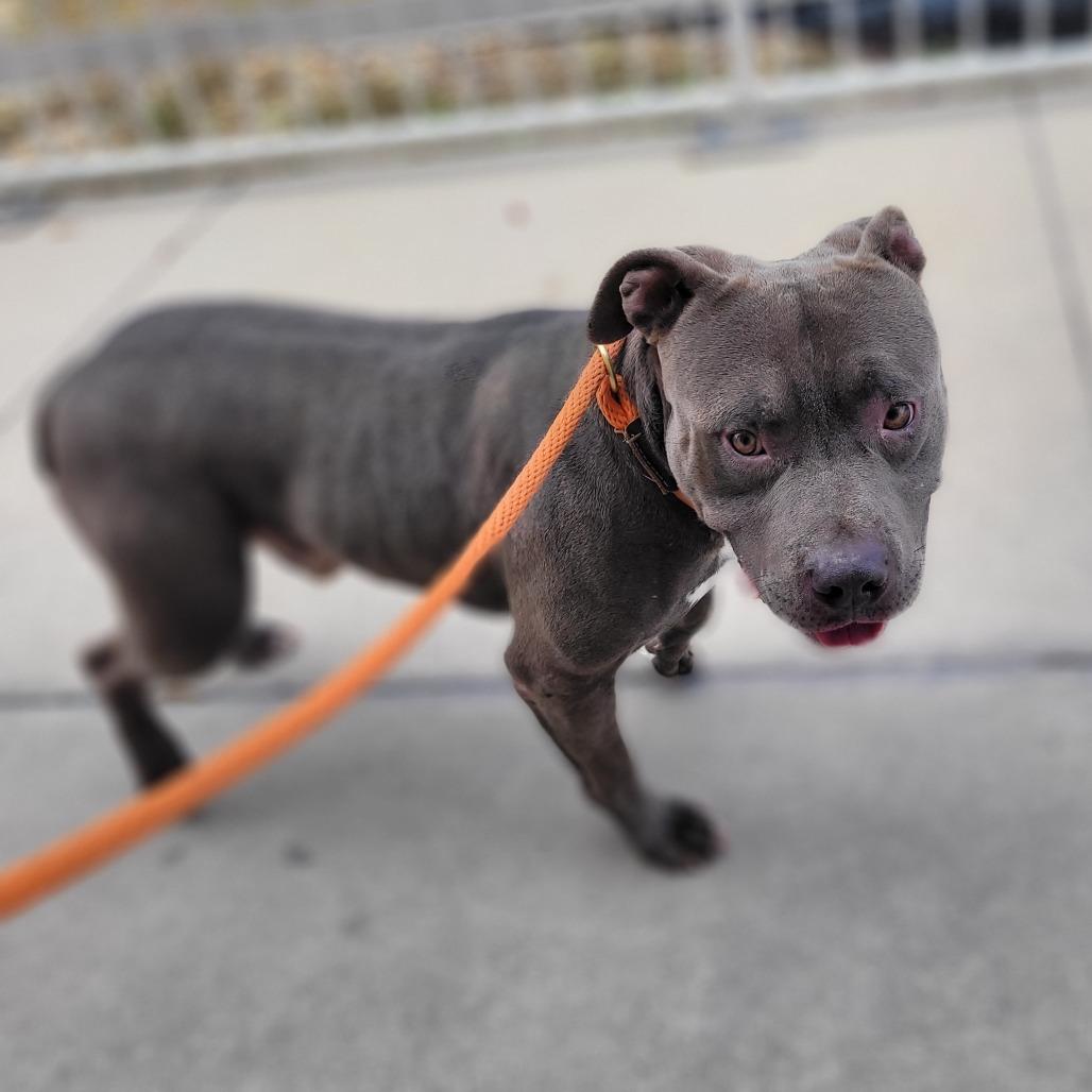 Enlarge Guac, a Adoptable Mixed Breed in Lake Panasoffkee, FL image 4/6