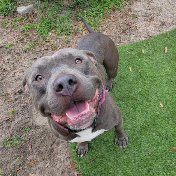 Enlarge Guac, a Adoptable Mixed Breed in Lake Panasoffkee, FL image 5/6