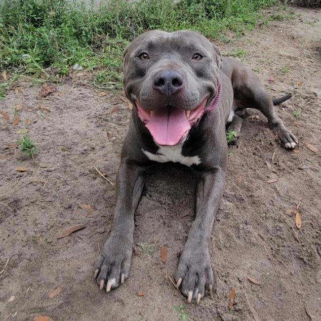 Guac, a Adoptable American Staffordshire Terrier in Lake Panasoffkee, FL image 5/6