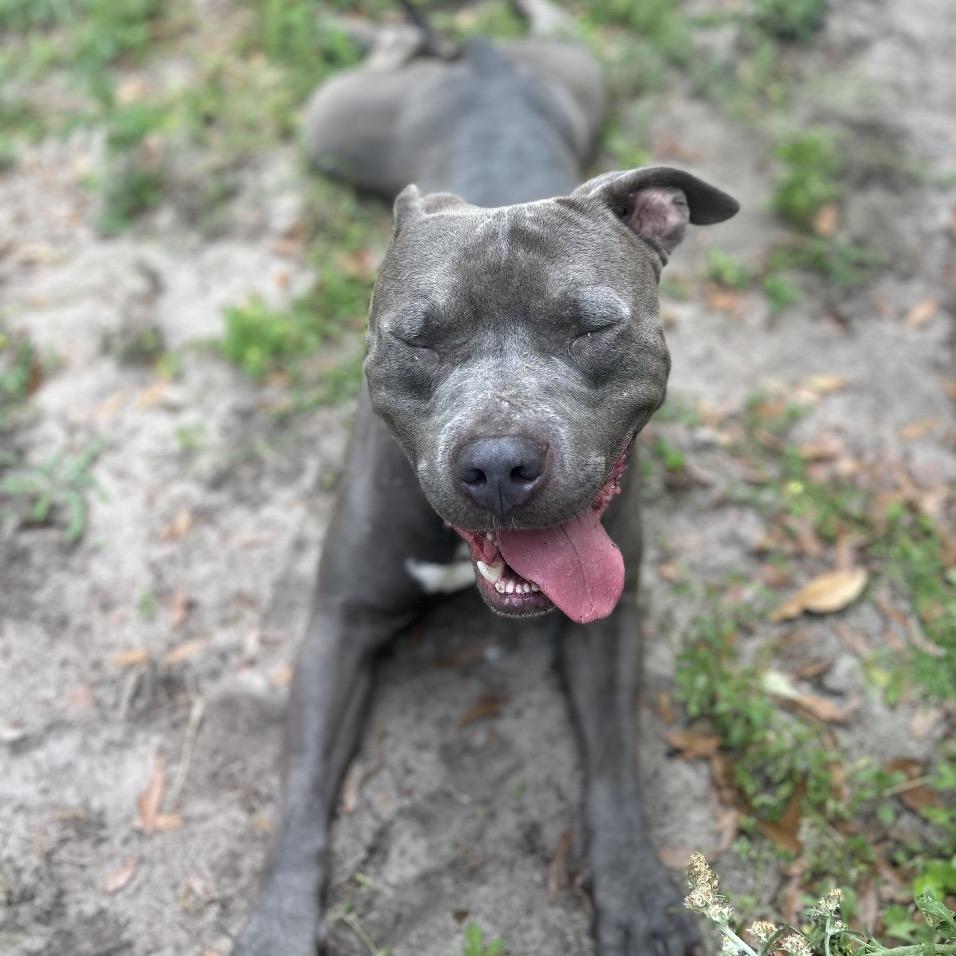 Enlarge Guac, a Adoptable Mixed Breed in Lake Panasoffkee, FL image 6/6