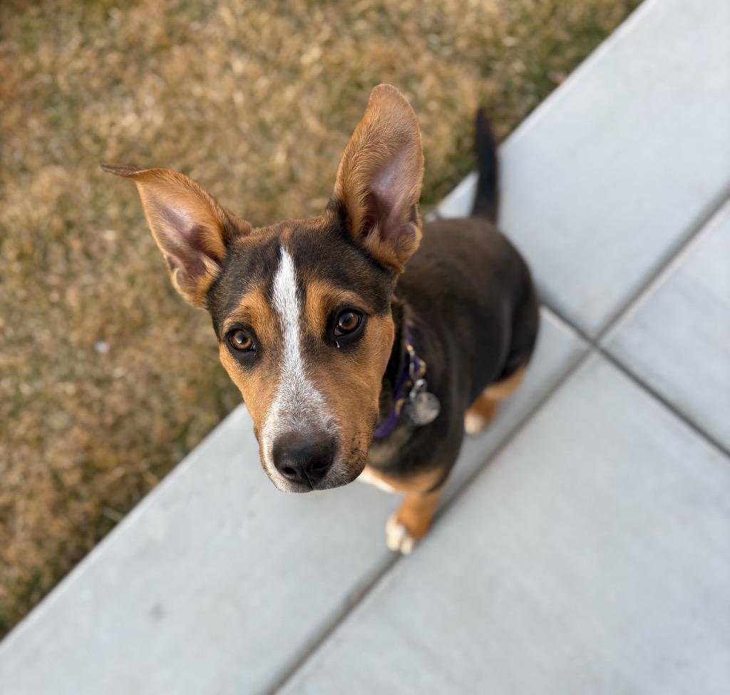 Enlarge Kaleidoscope, a Adoptable Cattle Dog in Reno, NV image 2/6