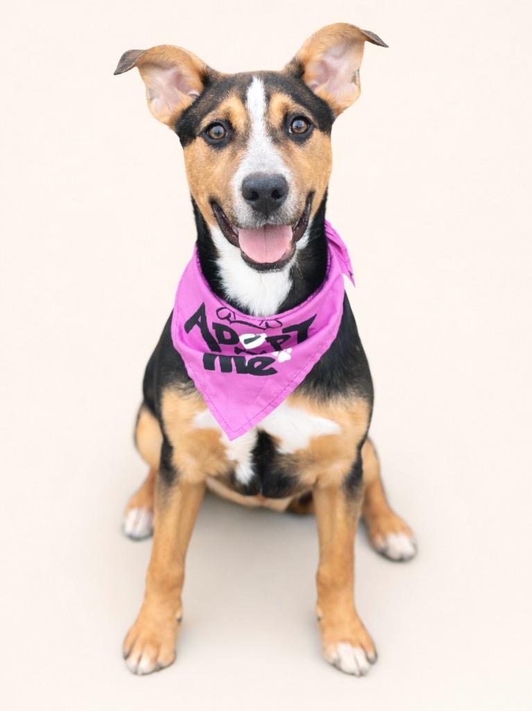 Enlarge Kaleidoscope, a Adoptable Cattle Dog in Reno, NV image 3/6