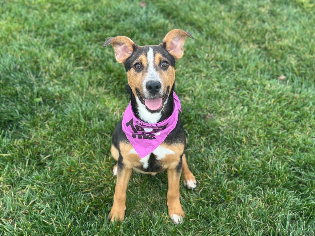 Enlarge Kaleidoscope, a Adoptable Cattle Dog in Reno, NV image 4/6