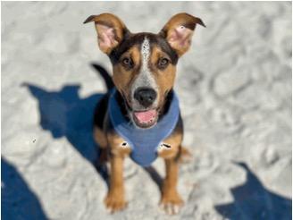Enlarge Kaleidoscope, a Adoptable Cattle Dog in Reno, NV image 5/6