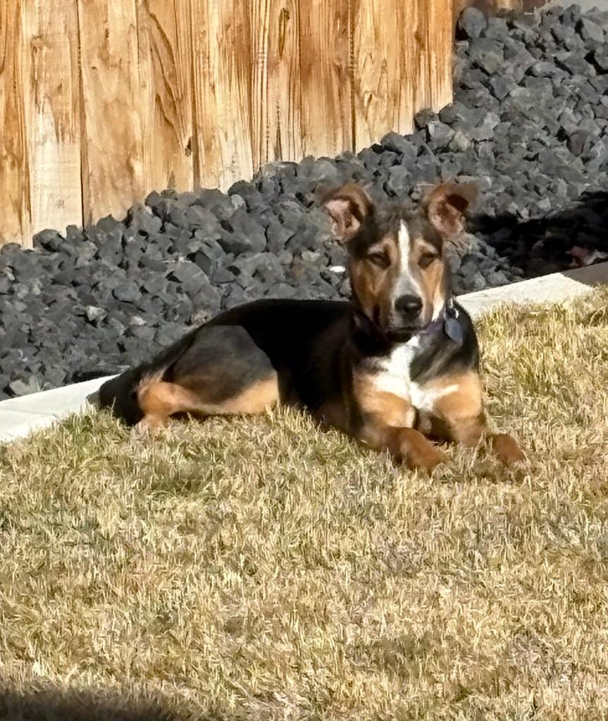 Enlarge Kaleidoscope, a Adoptable Cattle Dog in Reno, NV image 6/6