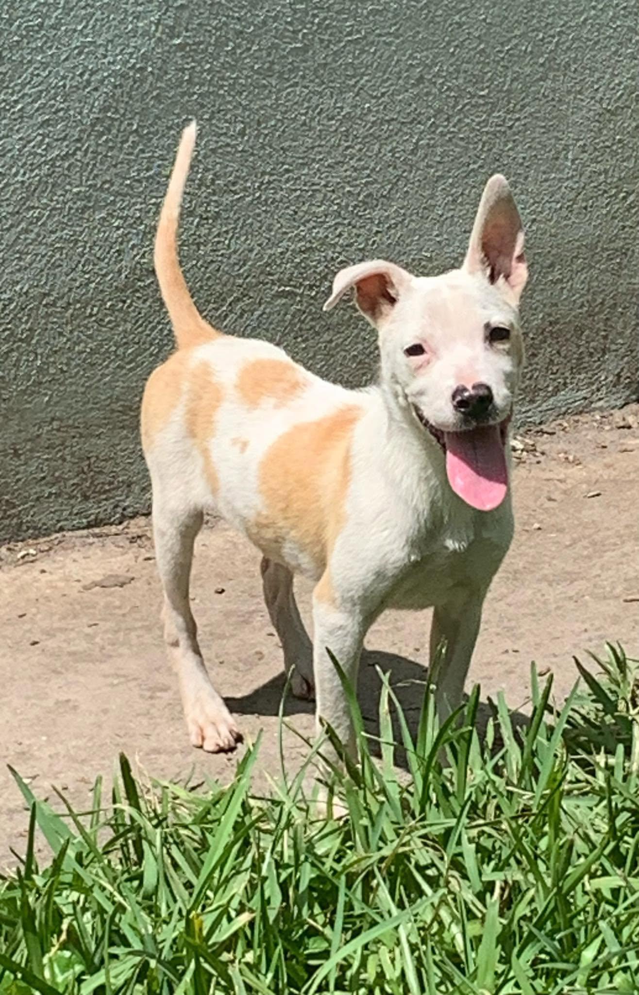 Enlarge Fauna, a Adoptable Mixed Breed in Naples, FL image 1/1