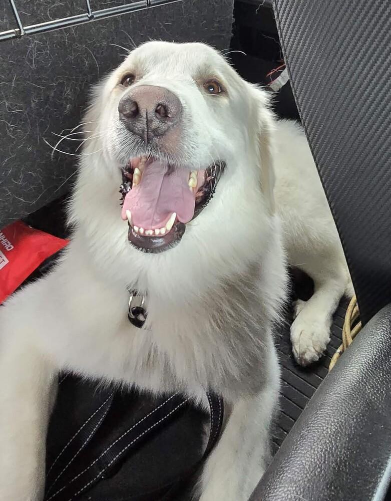 Harold, Adoptable, Young Male Great Pyrenees.