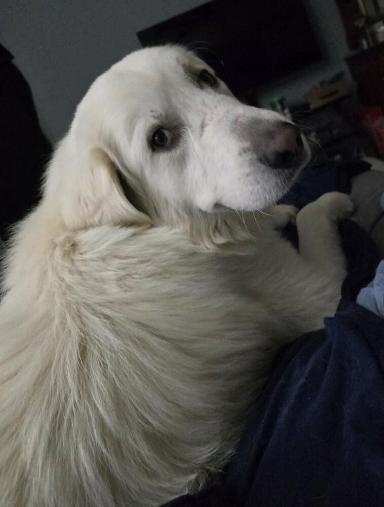 Enlarge Harold, a Adoptable mixed breed in Henniker, NH image 2/3